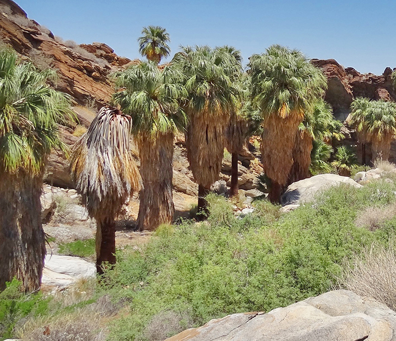 Indian Canyons Palms