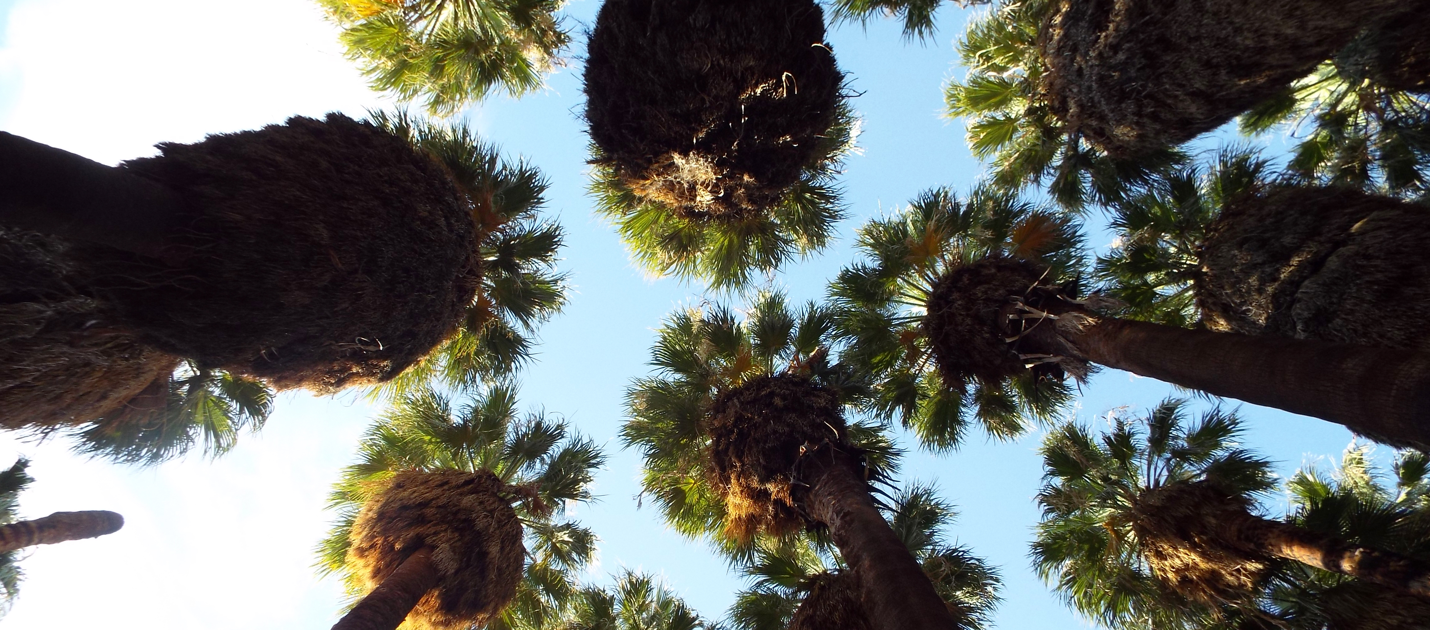 Palms Looking Up
